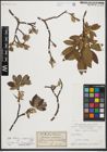 Foto von Salix helvetica Vill. x Salix waldsteiniana Willd.